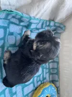 Girl 1 , a female Shih Tzu for sale in Applegate, MI – Photo 8 of 10