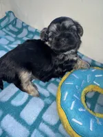 Girl 1 , a female Shih Tzu for sale in Applegate, MI – Photo 9 of 10