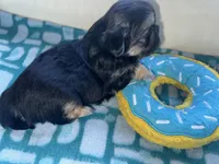 Girl 1 , a female Shih Tzu for sale in Applegate, MI – Photo 7 of 10