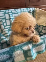Girl 1 , a female Shih Tzu for sale in Applegate, MI – 5 of 7