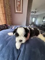 Girl 5 , a female Shih Tzu for sale in Applegate, MI – 6 of 6