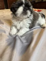 Girl 2, a female Shih Tzu for sale in Applegate, MI – 3 of 10