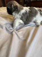 Girl 2, a female Shih Tzu for sale in Applegate, MI – 8 of 10