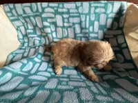 Girl 2 caramel , a female Shih Tzu for sale in Applegate, MI – 8 of 8