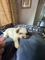 Girl 7 , a female Shih Tzu for sale in Applegate, MI – 3 of 6