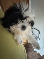 Buttons , a female Shih Tzu for sale in Applegate, MI – 7 of 10