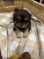 Stormy , a female Shih Tzu for sale in Applegate, MI – 5 of 10