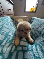 Boy 3 , a male Shih Tzu for sale in Applegate, MI – 5 of 6