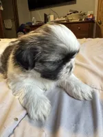 Girl 1 , a female Shih Tzu for sale in Applegate, MI – 1 of 10