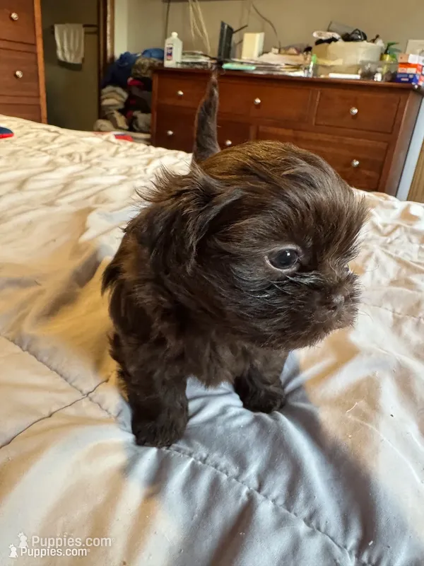 Chocolate Boy 1  – Shih Tzu puppy for sale in Applegate, MI