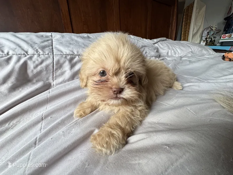 Rocky  – Shih Tzu puppy for sale in Applegate, MI