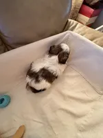 Arthur , a male Shih Tzu for sale in Applegate, MI – Photo 7 of 7