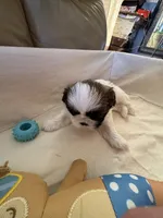 Arthur , a male Shih Tzu for sale in Applegate, MI – Photo 4 of 7