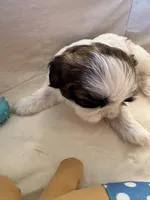 Arthur , a male Shih Tzu for sale in Applegate, MI – Photo 1 of 7