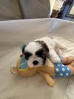 Arthur , a male Shih Tzu for sale in Applegate, MI – Photo 5 of 7