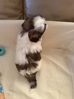 Arthur , a male Shih Tzu for sale in Applegate, MI – Photo 6 of 7