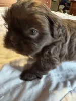 Chocolate Boy 1 , a male Shih Tzu for sale in Applegate, MI – 8 of 10