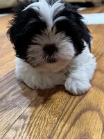 Fatboy , a male Shih Tzu for sale in Applegate, MI – 2 of 9