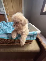 Girl 4 Starry , a female Shih Tzu for sale in Applegate, MI – 4 of 10