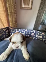 Girl 7 , a female Shih Tzu for sale in Applegate, MI – 2 of 6