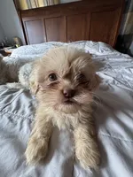 Rocky , a male Shih Tzu for sale in Applegate, MI – 4 of 10