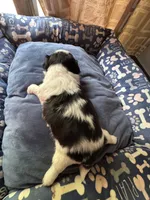 Girl 5 , a female Shih Tzu for sale in Applegate, MI – 4 of 6