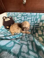 Girl 2 caramel , a female Shih Tzu for sale in Applegate, MI – 6 of 8