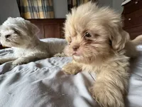 Rocky , a male Shih Tzu for sale in Applegate, MI – 5 of 10