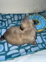 Girl 2 , a female Shih Tzu for sale in Applegate, MI – Photo 5 of 9