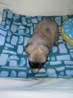 Girl 2 , a female Shih Tzu for sale in Applegate, MI – Photo 2 of 9