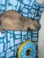 Girl 2 , a female Shih Tzu for sale in Applegate, MI – Photo 9 of 9