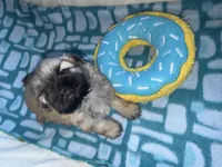 Girl 2 , a female Shih Tzu for sale in Applegate, MI – Photo 4 of 9