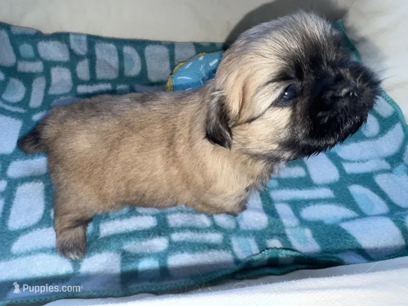 Girl 2  – Shih Tzu puppy for sale in Applegate, MI