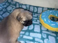 Girl 2 , a female Shih Tzu for sale in Applegate, MI – Photo 7 of 9