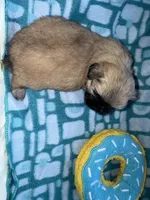 Girl 2 , a female Shih Tzu for sale in Applegate, MI – Photo 8 of 9