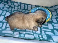 Girl 2 , a female Shih Tzu for sale in Applegate, MI – Photo 6 of 9