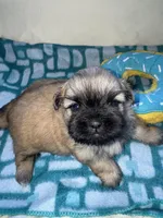 Girl 2 , a female Shih Tzu for sale in Applegate, MI – Photo 3 of 9