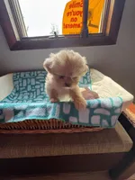 Girl 3 , a female Shih Tzu for sale in Applegate, MI – 9 of 10