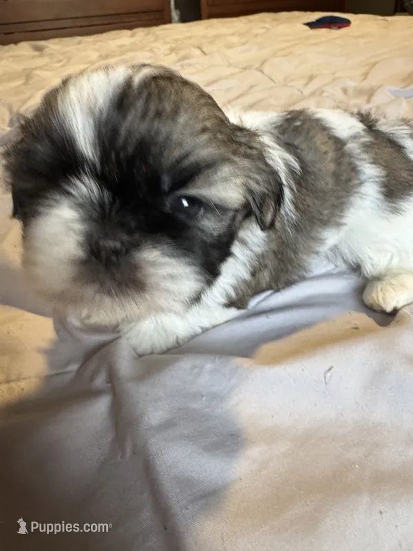 Girl 2 – Shih Tzu puppy for sale in Applegate, MI