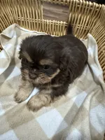 Stormy , a female Shih Tzu for sale in Applegate, MI – 4 of 10