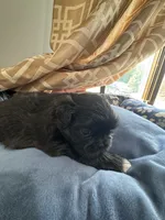 AKC Chloe , a female Shih Tzu for sale in Applegate, MI – 10 of 10