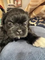 AKC Chloe , a female Shih Tzu for sale in Applegate, MI – 3 of 10