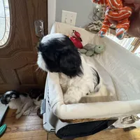 Oreo, a male Shih Tzu for sale in Applegate, MI – Photo 3 of 7