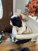 Boy 1 , a male Shih Tzu for sale in Applegate, MI – Photo 2 of 7