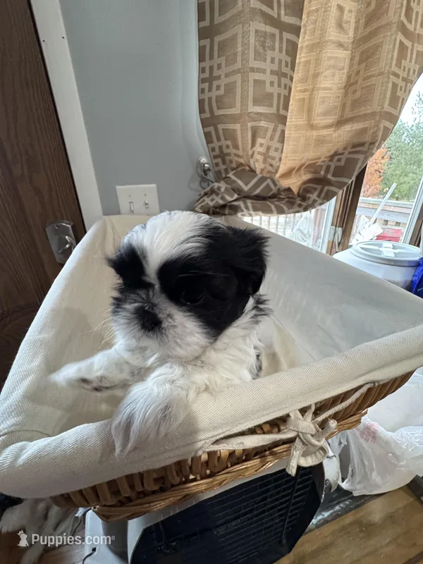 Boy 1 , a male Shih Tzu for sale in Applegate, MI – Photo 1 of 7