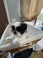 Boy 1 , a male Shih Tzu for sale in Applegate, MI – Photo 1 of 7