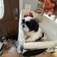 Oreo, a male Shih Tzu for sale in Applegate, MI – Photo 1 of 7