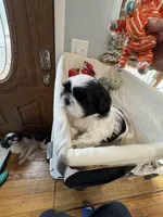 Boy 1 , a male Shih Tzu for sale in Applegate, MI – Photo 4 of 7