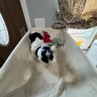 Oreo, a male Shih Tzu for sale in Applegate, MI – Photo 5 of 7