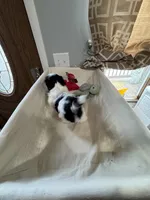 Boy 1 , a male Shih Tzu for sale in Applegate, MI – Photo 5 of 7